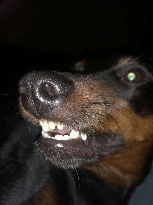 Цвергпинчер вязка