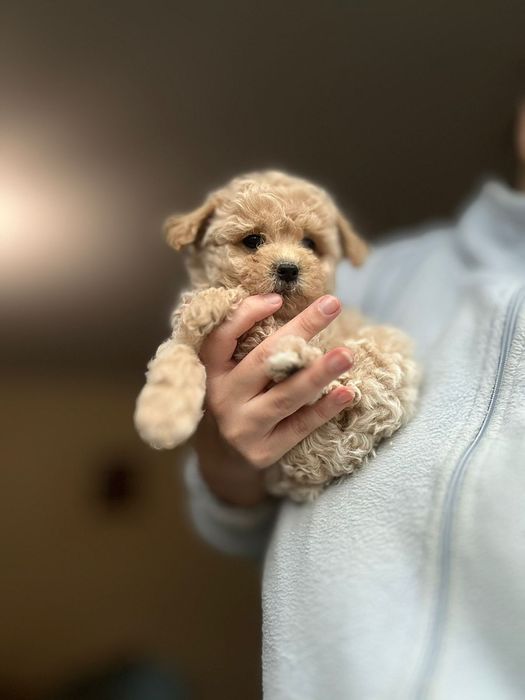 Мальтіпу цуценята  найкращі малючки мальтипу