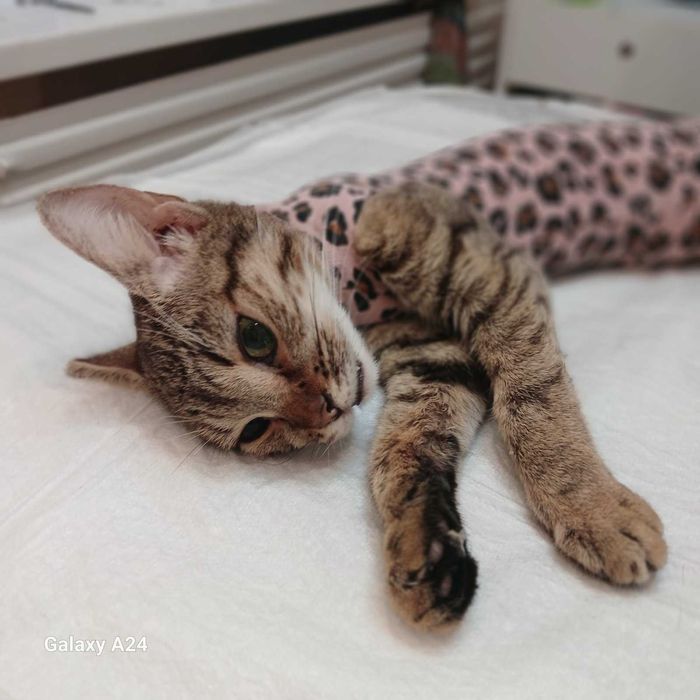 Кицюня в клітці ветеринарної клініки шукає домівку