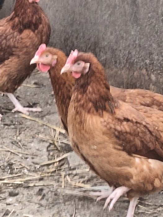 Sprzedam Gęsi landes