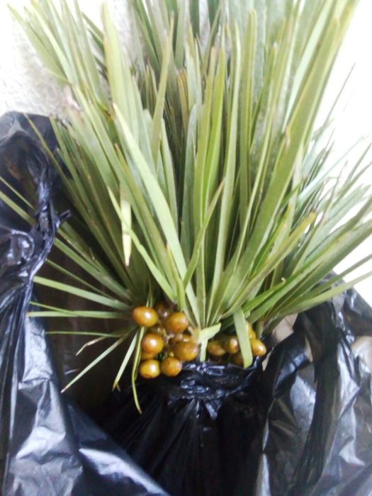 Детки пальмы з Китаю