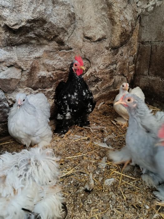 Pekins black mottled
