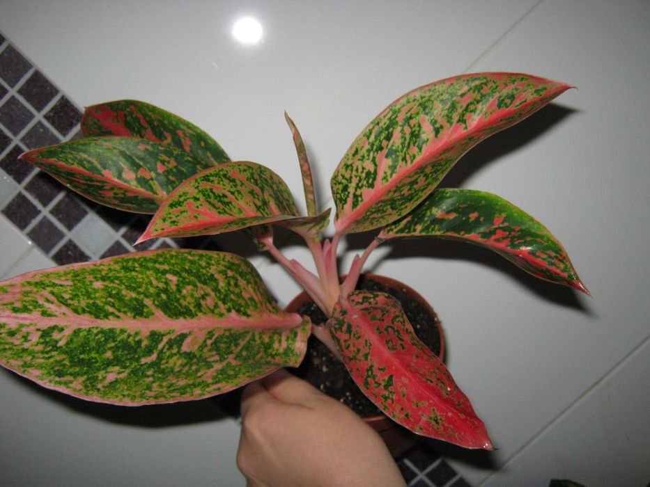 аглаонема яркие комнатные декоративные цветы есть детки от 200грн