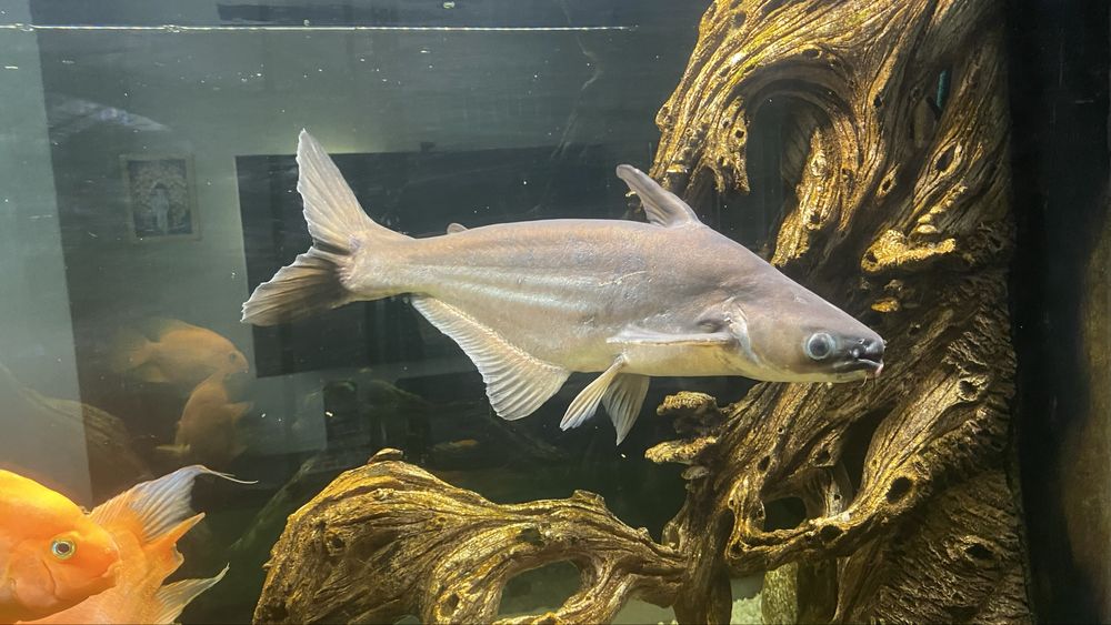 Пангасіус Челленджер або високоплавниковий (Pangasius beanie)