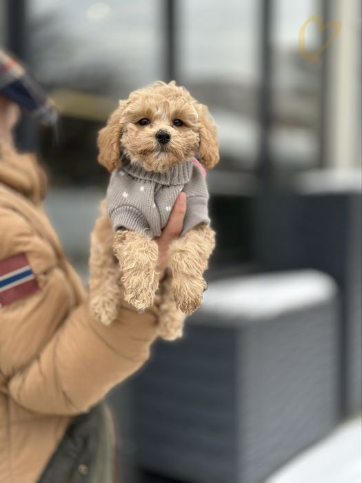 Мальтіпу. Мальтипу мрія. Не линяють. Мають гарне волосся.