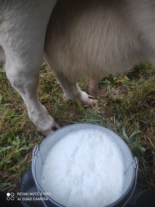 Sprzedam ekologiczne mleko krowie