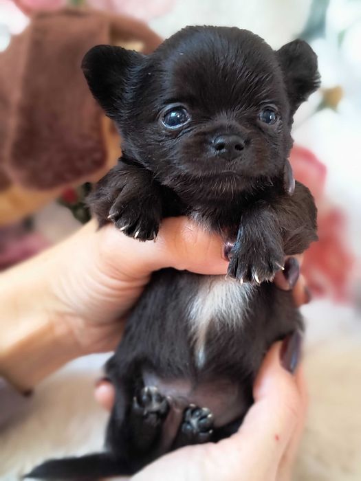 Chihuahua maleńki piesek