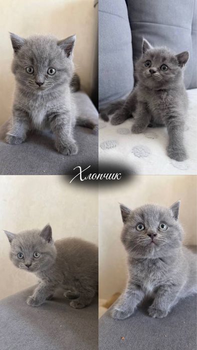 Британські короткошерстні , чистокровні котинята, голубого окрасу