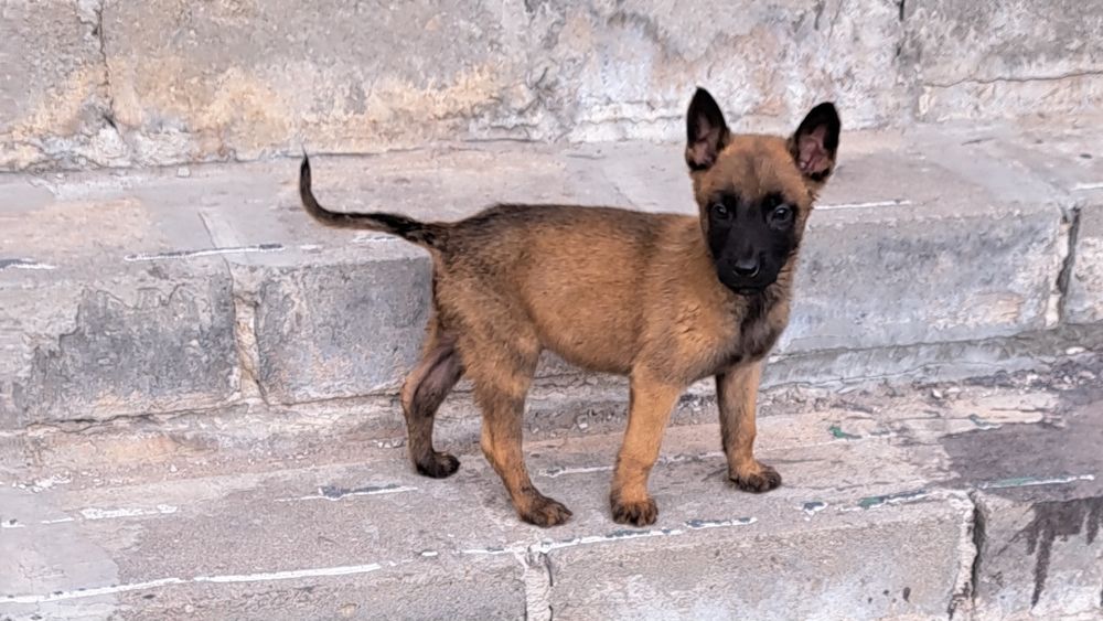 Owczarek belgijski Malinois - suczka