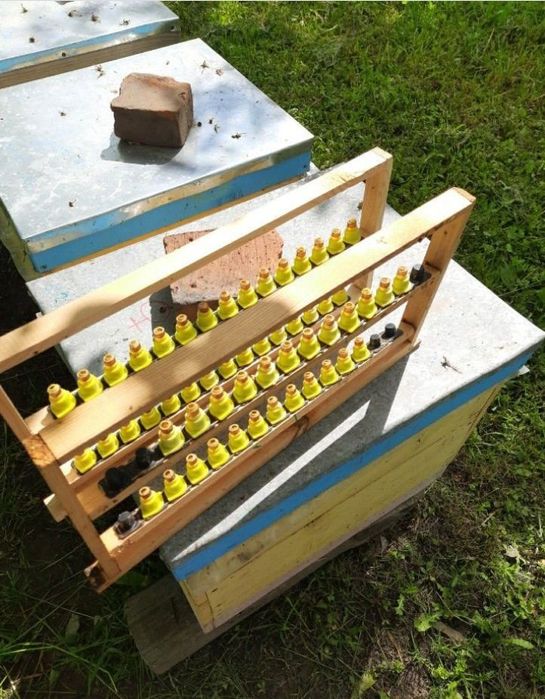 Бджоломатки ( Пчеломатки) БАКФАСТ лінії b 1008   f1. матки