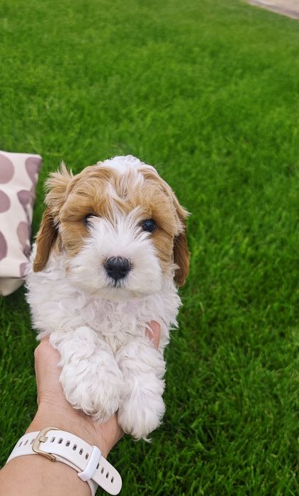 REZERWACJA**Cavapoo**cudowny piesek !