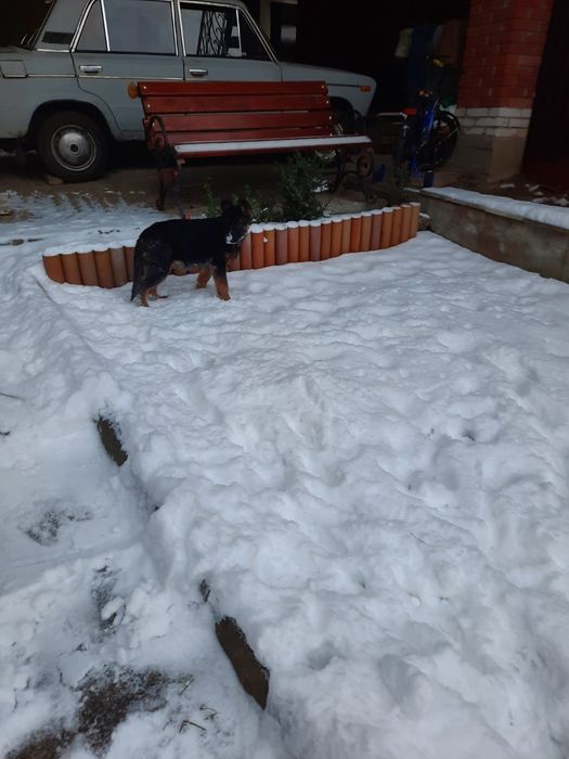 Німецька  вівчарка