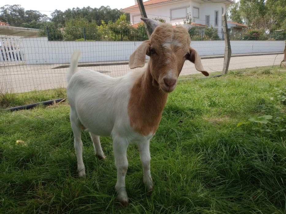 Cabrito cruzado Boer.