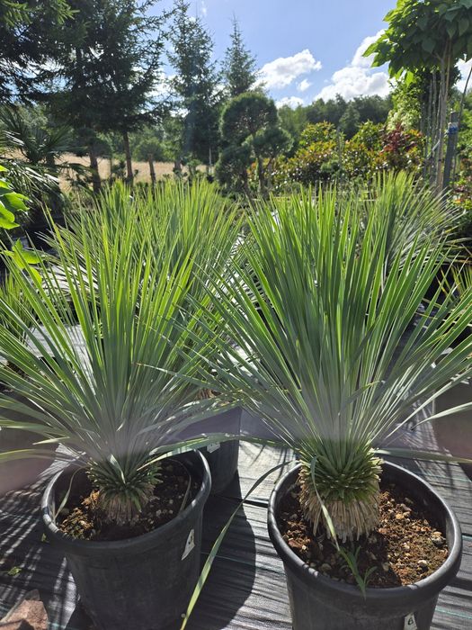 Yucca Rostrata  XL