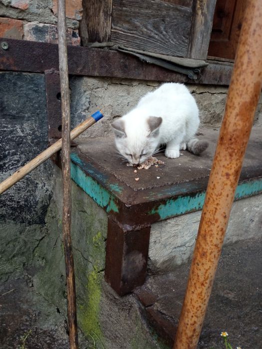 Котята сельской кошки