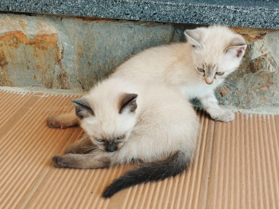 Gatinhos para adoção responsável