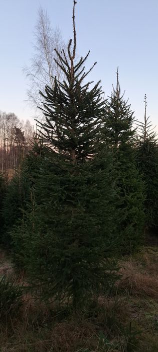 Choinki z plantacji 2,5-4 metry DUŻE.