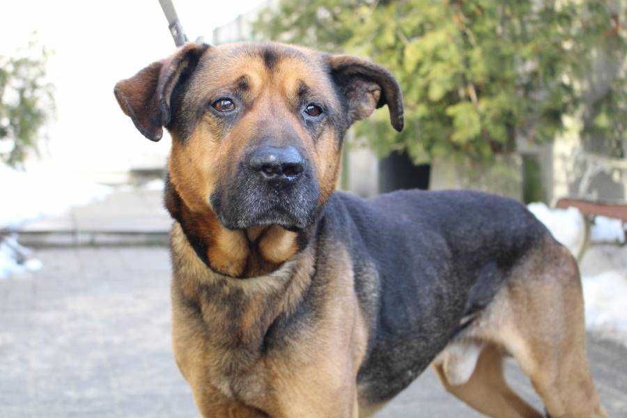 Dragon szuka nowego domu