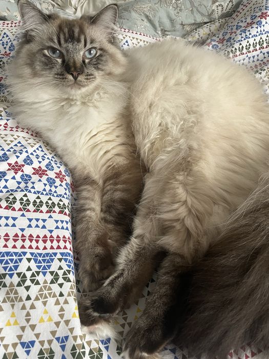 Kotka Ragdoll 2 letnia