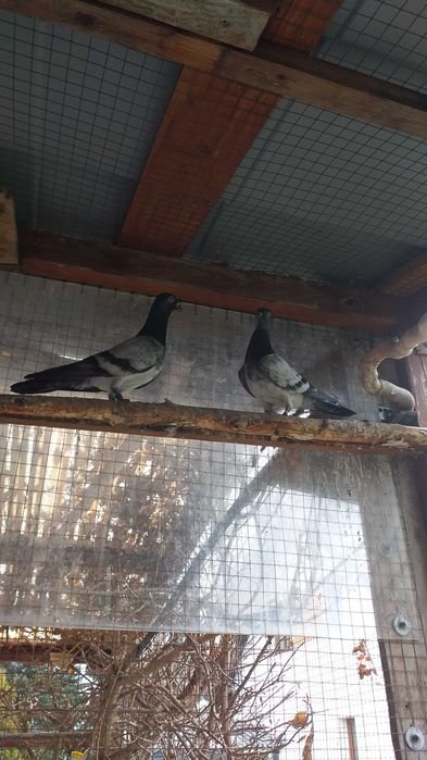 sprzedam gołębie deresze