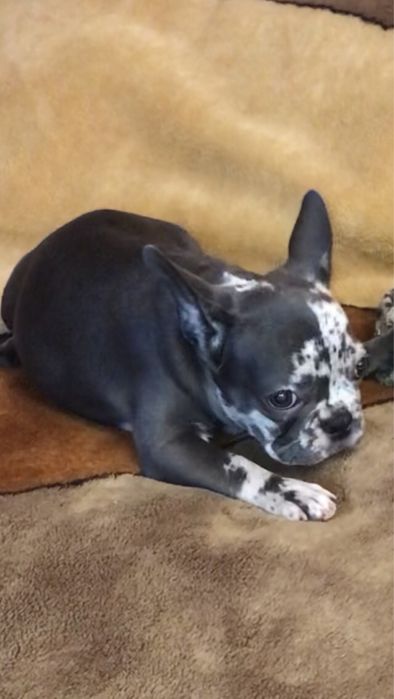 Французские бульдоги, голубые и мерле. Девочки и мальчики. Торг!