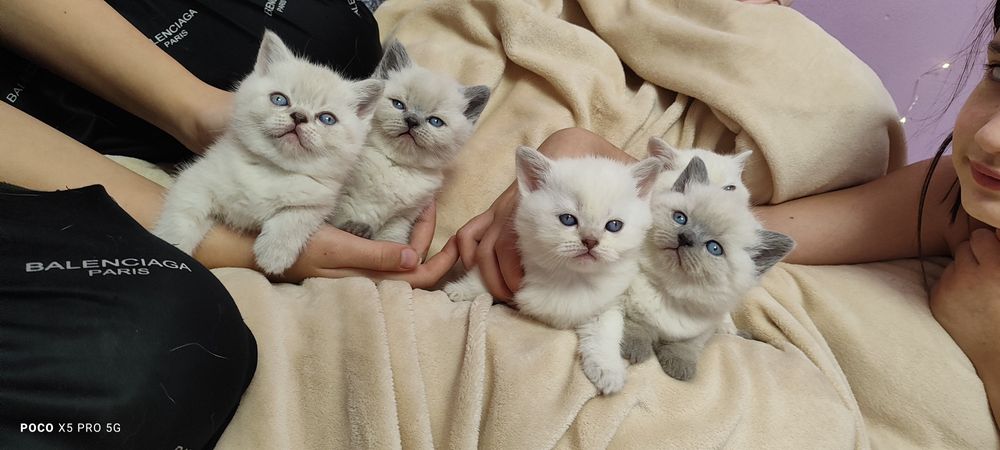 Кошенята британська" бою поінт"