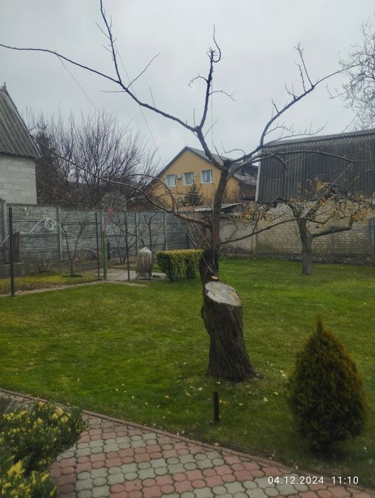 Обрізка дерев. Покіс трави, бурьяну. Стрижка газону. Стрижка кустів