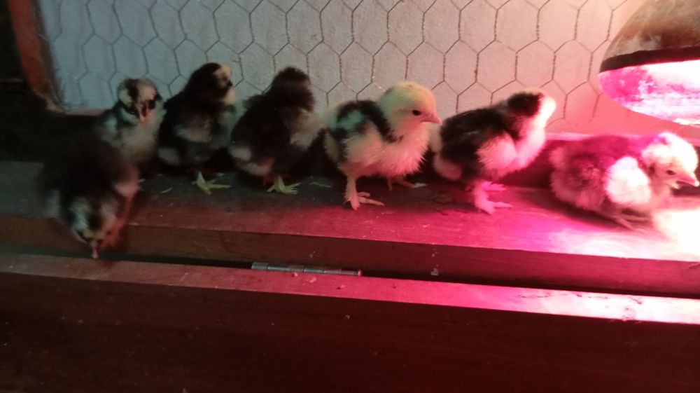 Pintos várias raças Brahamas/ Pekins