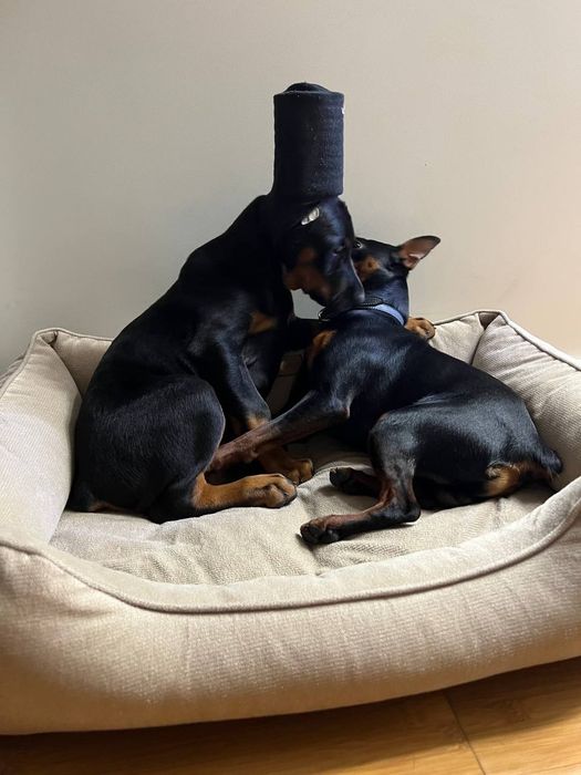 Супер премиум щенки КСУ/FCI