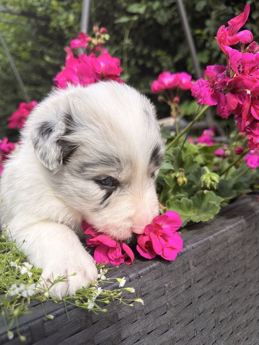 Suczka Heart of Gold BORDER COLLIE (FCI/ ZkwP)