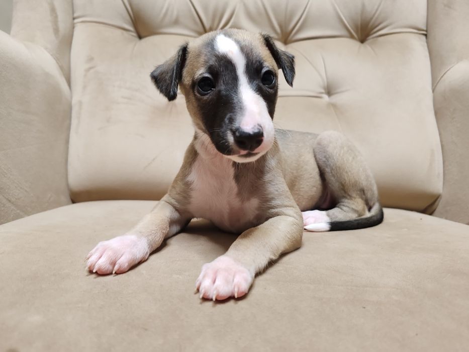 Whippet - suczka - chart angielski - zwolniła się rezerwacja!