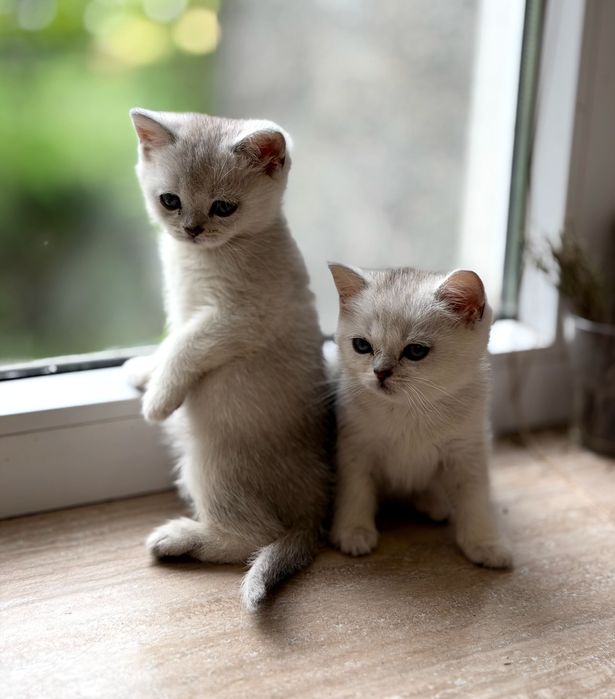Кошенята шиншили