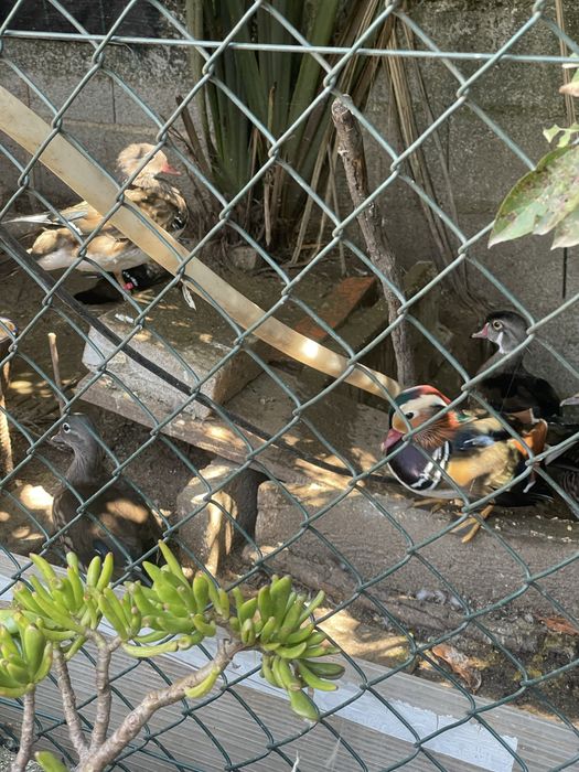 Patos ornamentais mandarins e carolinos