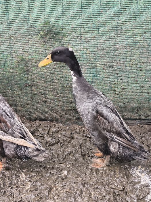 Biegus indyjski - kaczory z genem czubatości