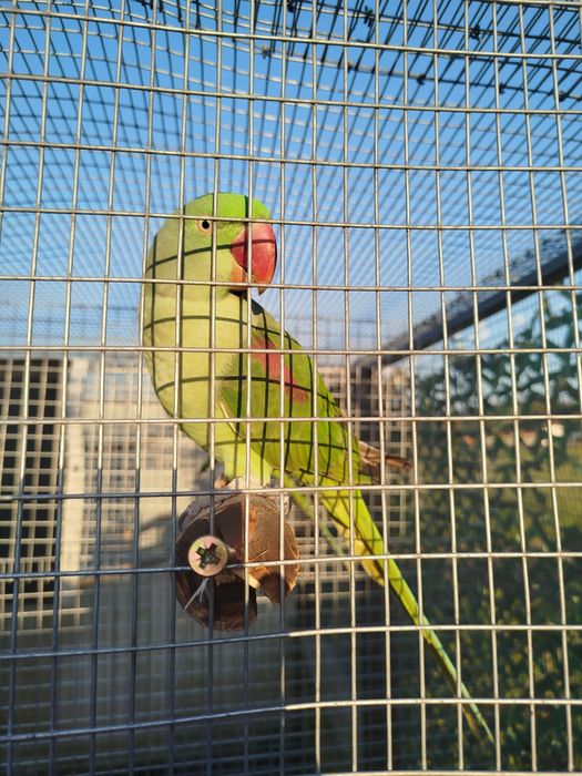 Grandes Alexandre fêmea