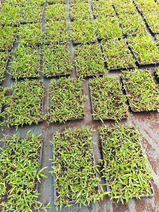 Vendo Relva Brasileira