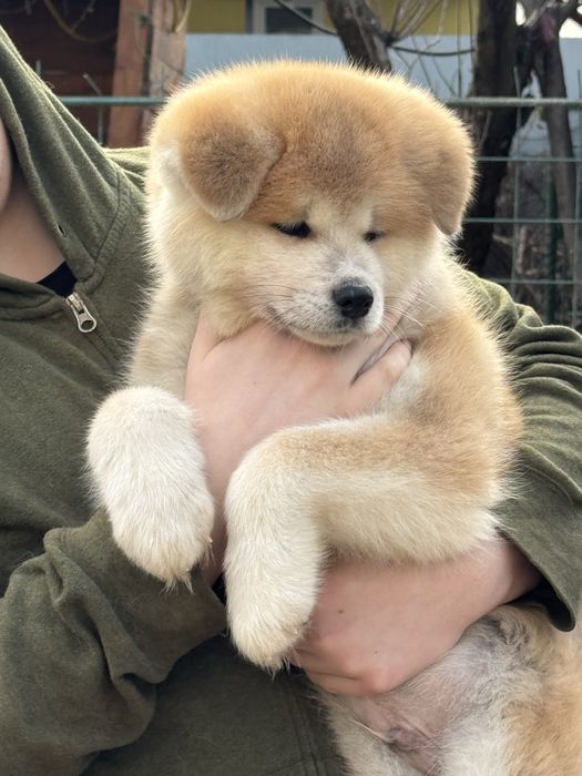 Акіта , акіта іну цуценята з міжнародного розплідника FCI