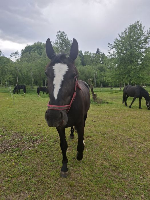 Koń 3-letni na sprzedaż
