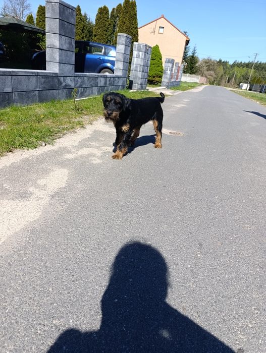 Terier niemiecki  jagdterier FCI