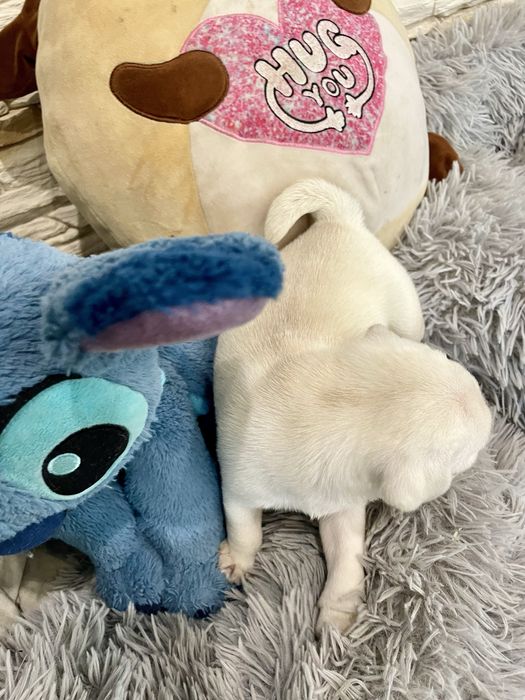 Mops biały samiec unikat