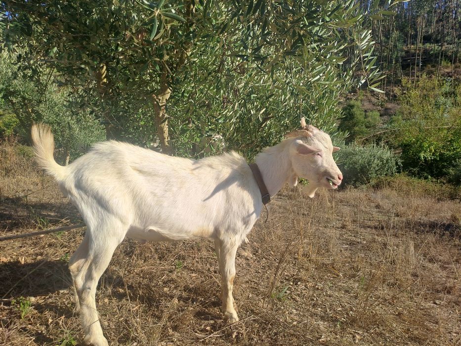 Cabrito Sannen puro com 7 meses