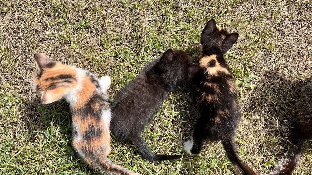 Котики безкоштовно