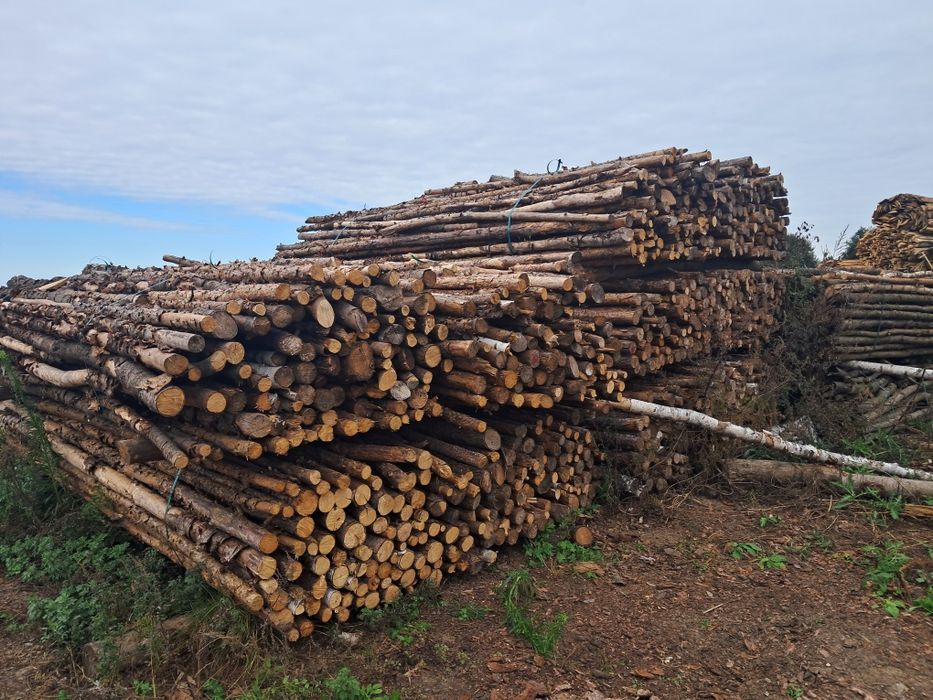 Drewno opałowe/kominkowe z transportem
