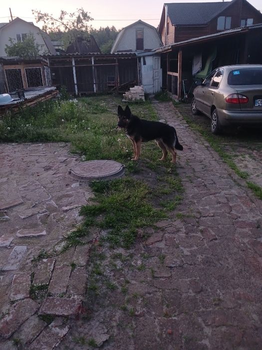 Віддам в добрі руки