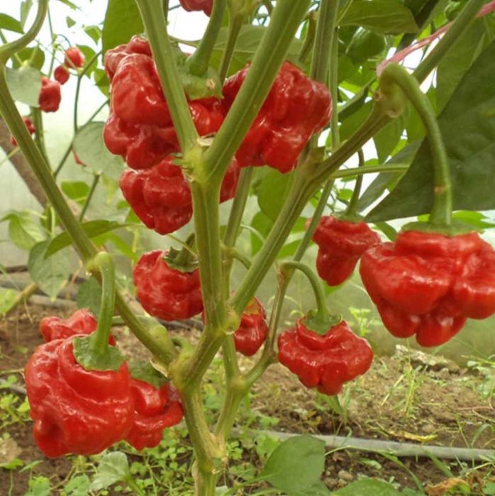 Семена перца Jamaican Red