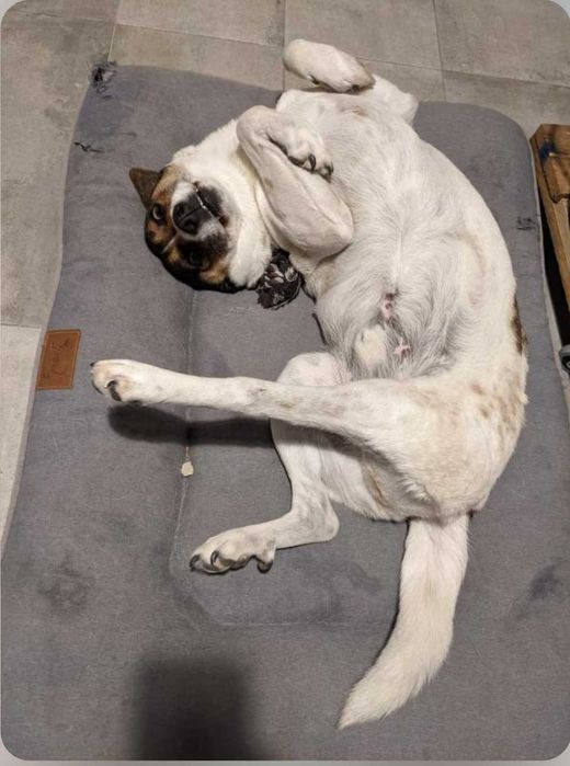 Cão super carinhoso para adoção