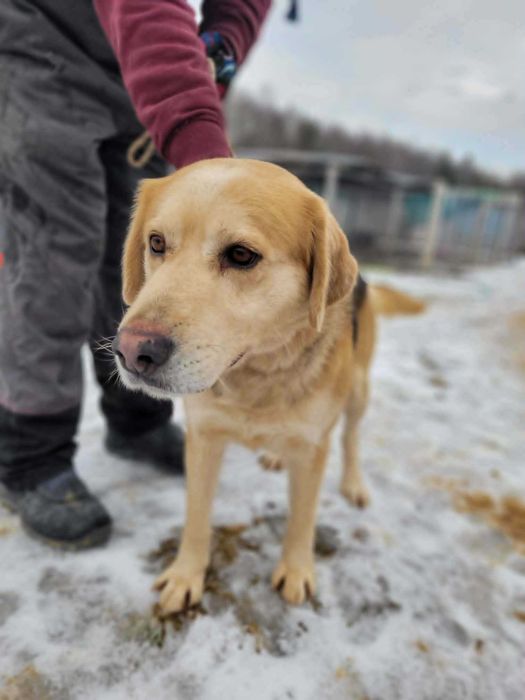 BENIO – cudowny labradorowy senior, który najbardziej na świecie pragnie miłości. Pilnie szuka domu