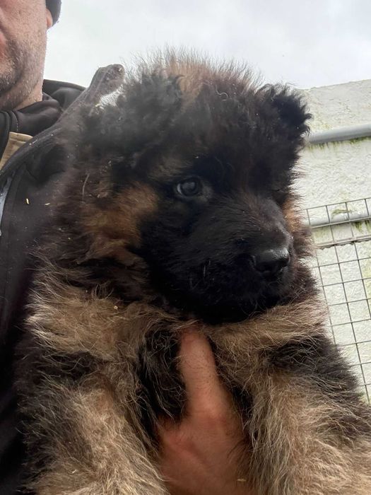 pastor alemao pelo comprido