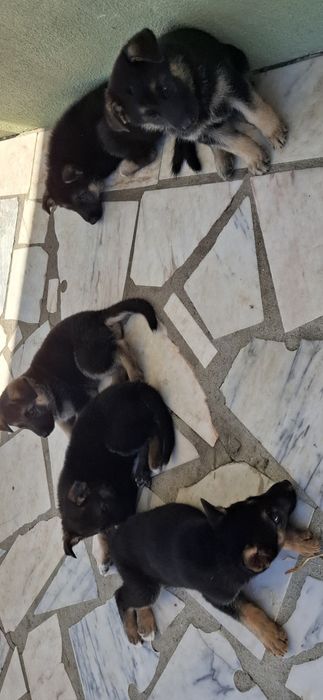 Cachorros pastor alemão