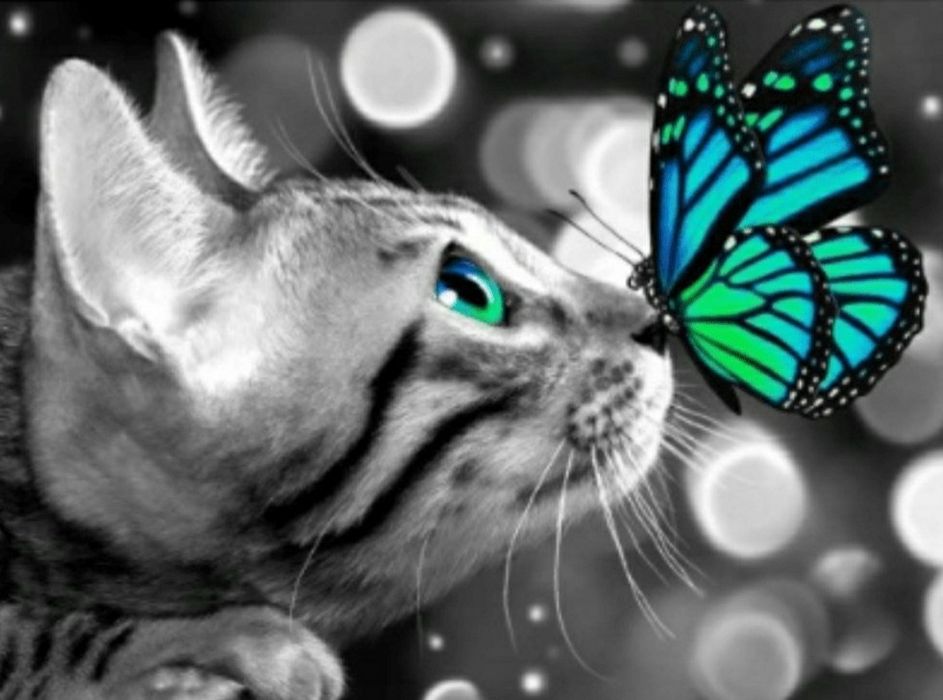 Haft diamentowy zestaw Kot MOTYL mozaika na prezent zwierzęta wzór